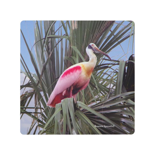 Roseate Spoonbill metal wall art (Front)