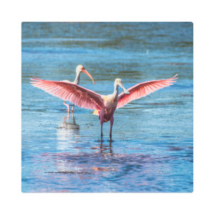 Roseate Spoonbill Metal Wall Art, 16" x 16" Metal Print
