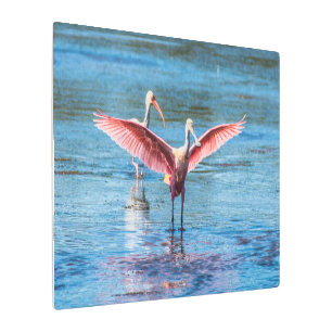 Roseate Spoonbill Metal Wall Art 36 x 24