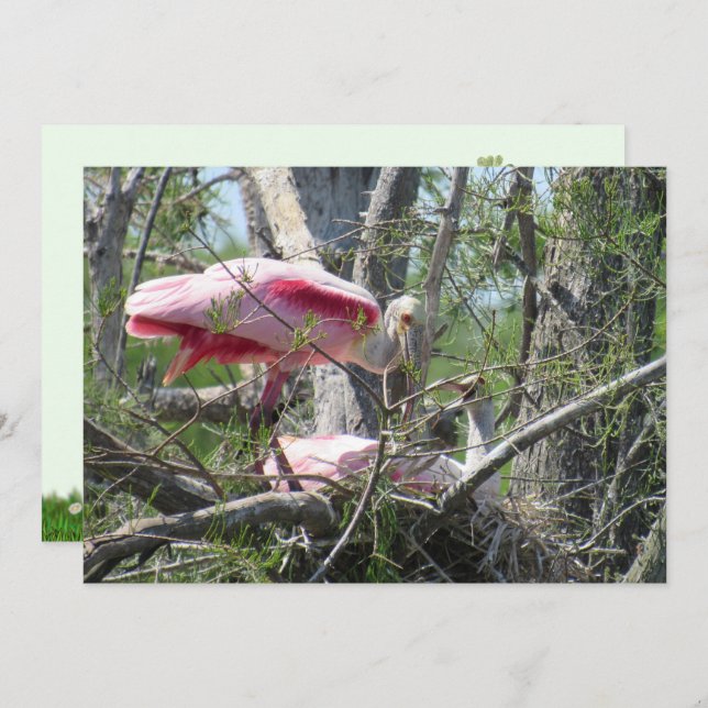 Roseate Spoonbill Nesting Flat Card (Front/Back)