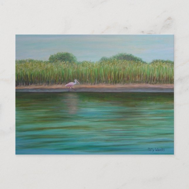 ROSEATE SPOONBILL ON EAST CREEK Postcard (Front)