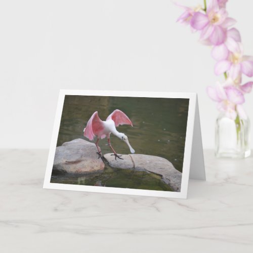 Roseate Spoonbill on Rocks Card