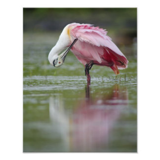 Roseate Spoonbill (Platalea ajaja) 11 x 14 Photo Print