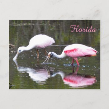 Roseate Spoonbill Postcard by PhotosfromFlorida at Zazzle