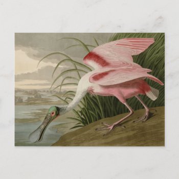 Roseate Spoonbill Postcard by birdpictures at Zazzle