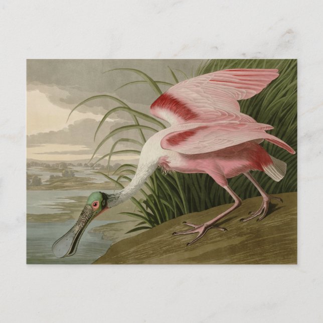 Roseate Spoonbill Postcard (Front)