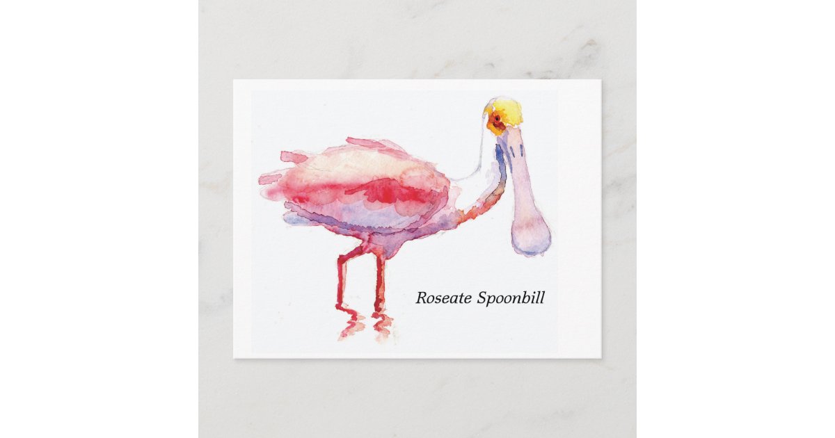 Roseate Spoonbill postcard | Zazzle