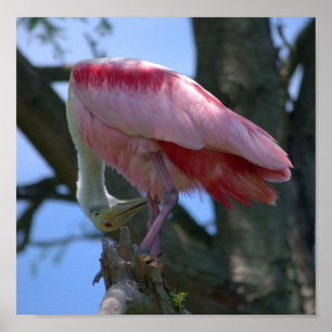 Roseate Spoonbill poster