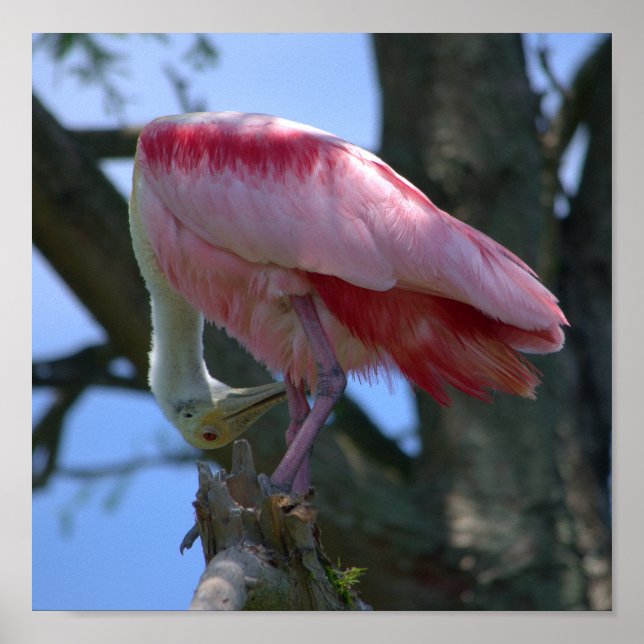 Roseate Spoonbill poster (Front)