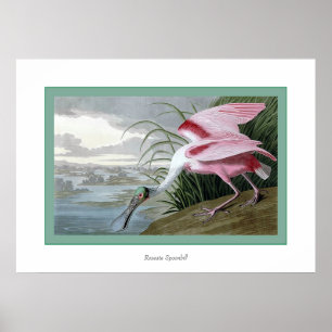 Roseate Spoonbill Poster