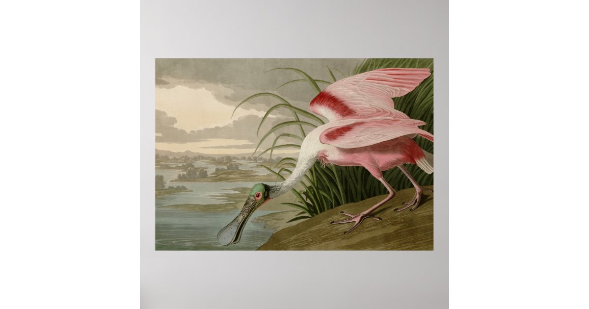 Roseate Spoonbill Poster | Zazzle