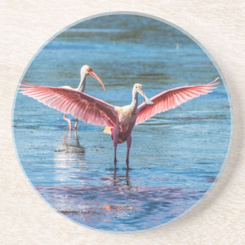 Roseate Spoonbill Sandstone Drink Coaster