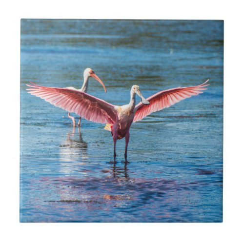 Roseate Spoonbill Small 425 x 425 Photo Tile