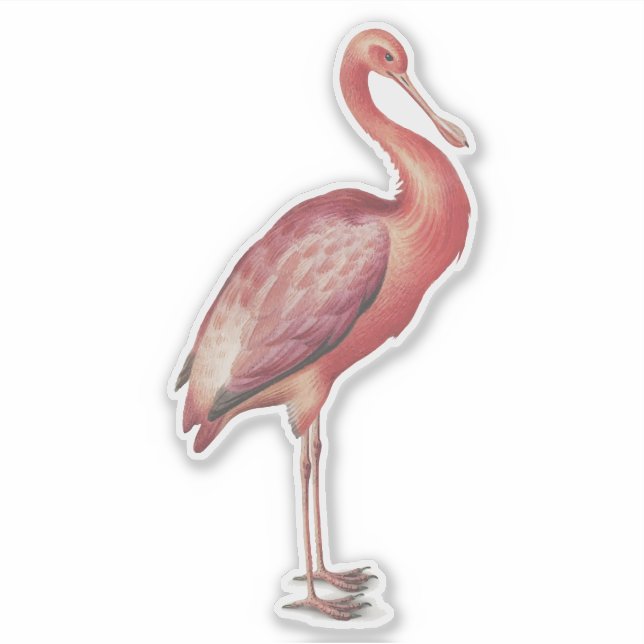 Roseate Spoonbill vintage bird illustration Sticker (Front)