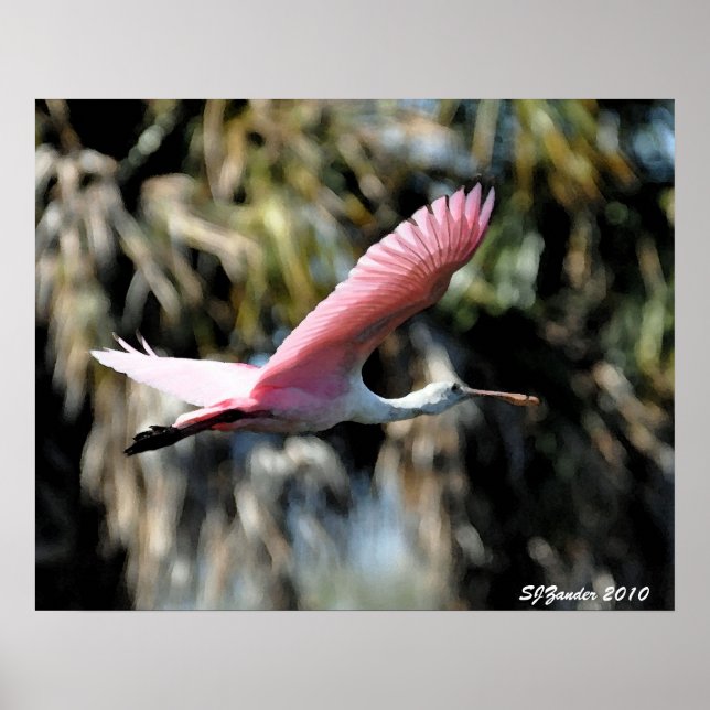 Roseate Spoonbill Watercolor Poster (Front)