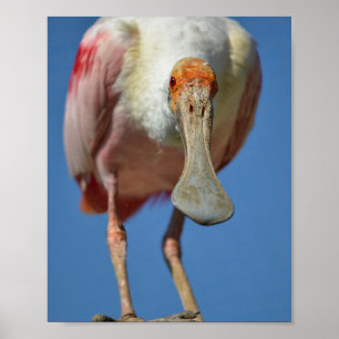 Roseate Spoonbill with its big beak Poster