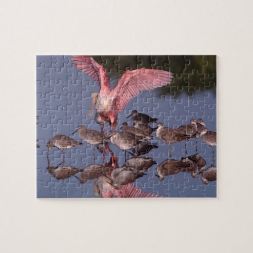 Roseate Spoonbill with Willets in shallow water Jigsaw Puzzle