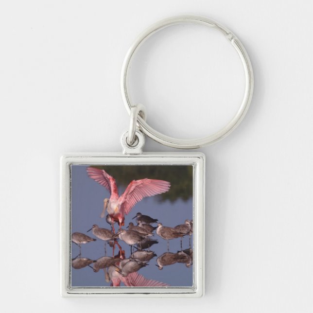 Roseate Spoonbill with Willets in shallow water Keychain (Front)
