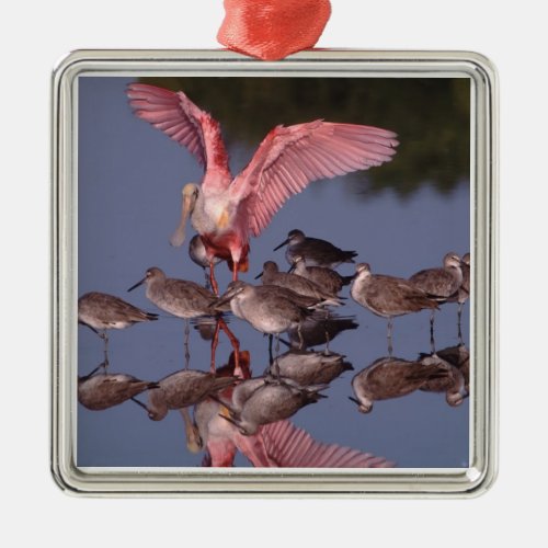 Roseate Spoonbill with Willets in shallow water Metal Ornament