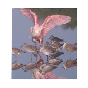 Roseate Spoonbill with Willets in shallow water Notepad
