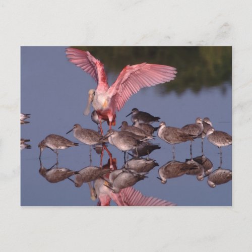 Roseate Spoonbill with Willets in shallow water Postcard