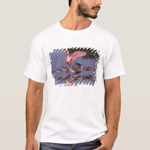 Roseate Spoonbill with Willets in shallow water T_Shirt
