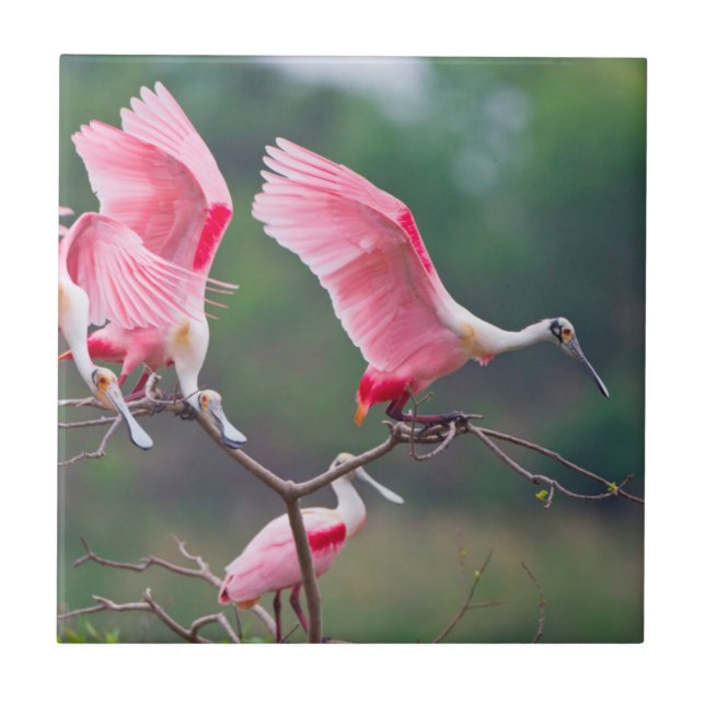 Roseate Spoonbills (Ajaia Ajaja) Landing Ceramic Tile (Front)