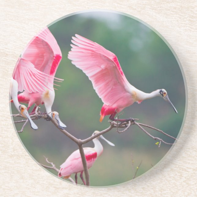 Roseate Spoonbills (Ajaia Ajaja) Landing Drink Coaster (Front)