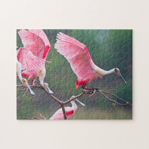 Roseate Spoonbills Ajaia Ajaja Landing Jigsaw Puzzle