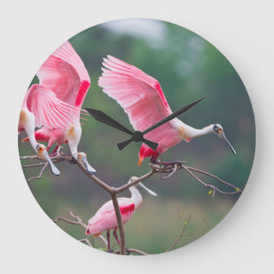 Roseate Spoonbills (Ajaia Ajaja) Landing Large Clock