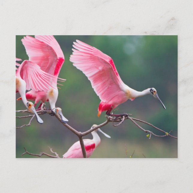 Roseate Spoonbills (Ajaia Ajaja) Landing Postcard (Front)