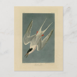 Roseate Tern from Audubon's Birds of America Postcard