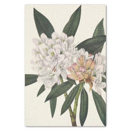 Rosebay Rhododendon by Mary Vaux Walcott Tissue Paper