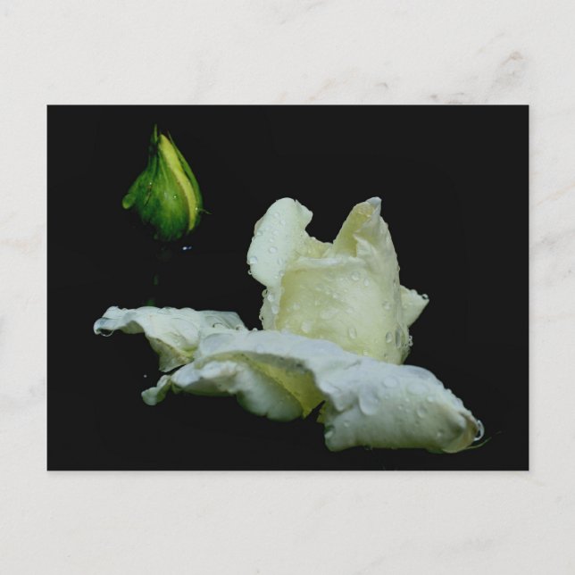 Rosebud After Rain Flower Photography Postcard (Front)