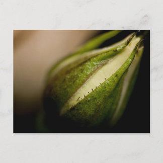 Rosebud Close-up (macro) Postcard