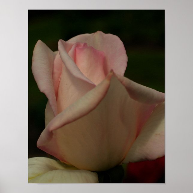 Rosebud Flower Art Tinted Poster (Front)