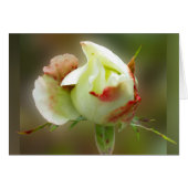 rosebud glowing (Front Horizontal)