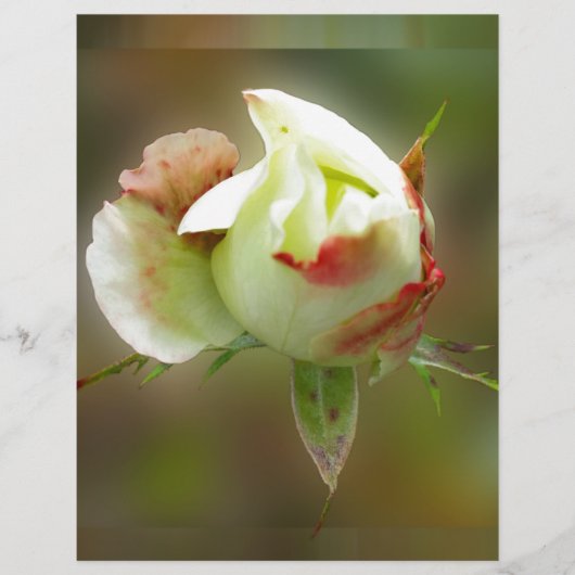 rosebud glowing (Front)