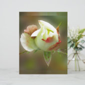 rosebud glowing (Standing Front)