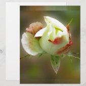 rosebud glowing (Front/Back)