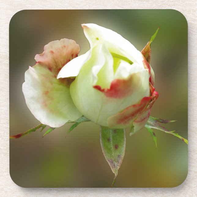 rosebud glowing beverage coaster (Front)