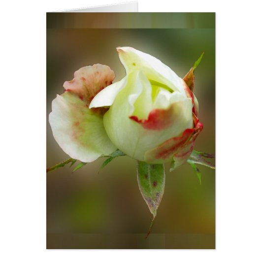 rosebud glowing cards (Front)