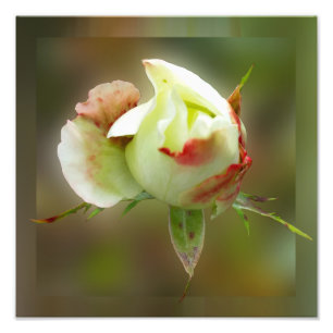 rosebud glowing photo print