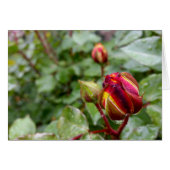rosebud in the rain (Front Horizontal)