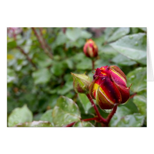 rosebud in the rain cards (Front Horizontal)