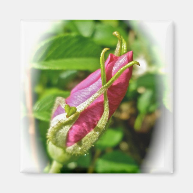 Rosebud Magnet (Front)