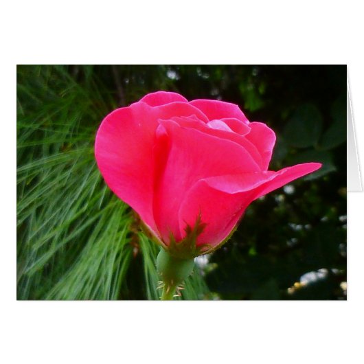 Rosebud on Green (Front Horizontal)