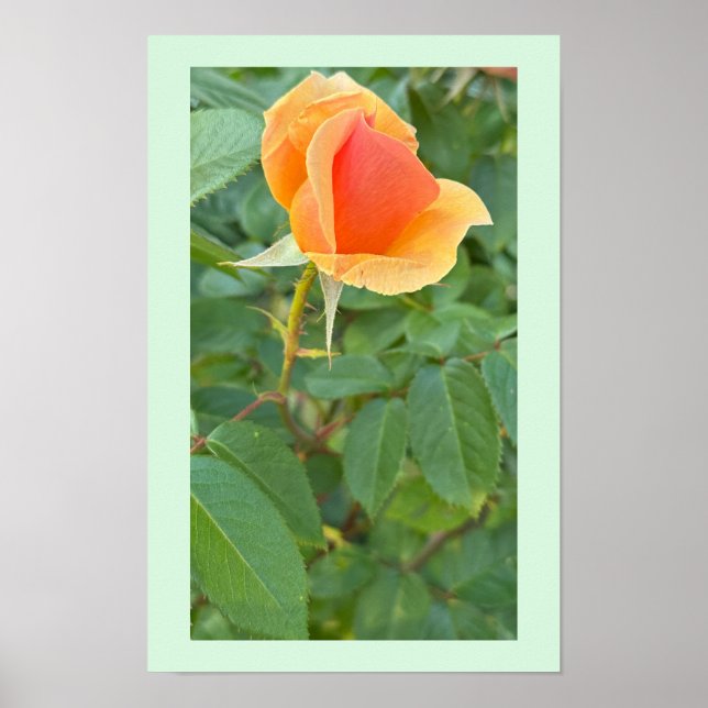 Rosebud Photo Poster (Front)