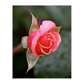 Rosebud Salmon Color Acrylic Print by InnerEssenceArt at Zazzle