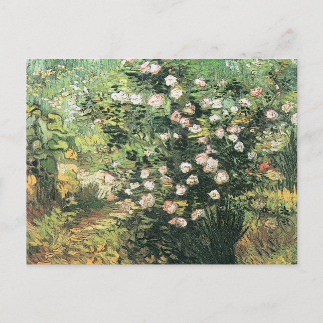 Rosebush in Blossom by Vincent van Gogh Postcard (Front)